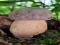 Schwarzer Steinpilz